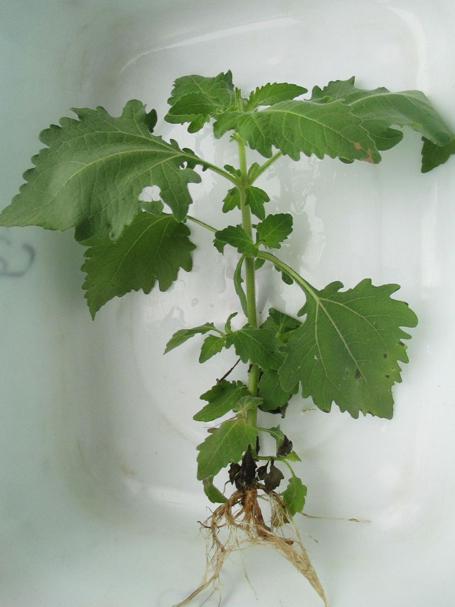 BEAT365-最新研究：人类仅存在就会威胁野生动物 甚至危及掠食动物存续(图1)